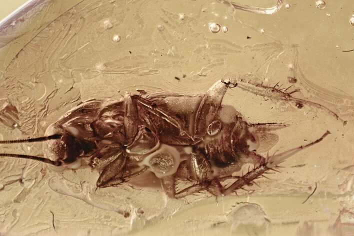 Detailed Fossil Cockroach (Blattodea) In Baltic Amber - Rare! #325340